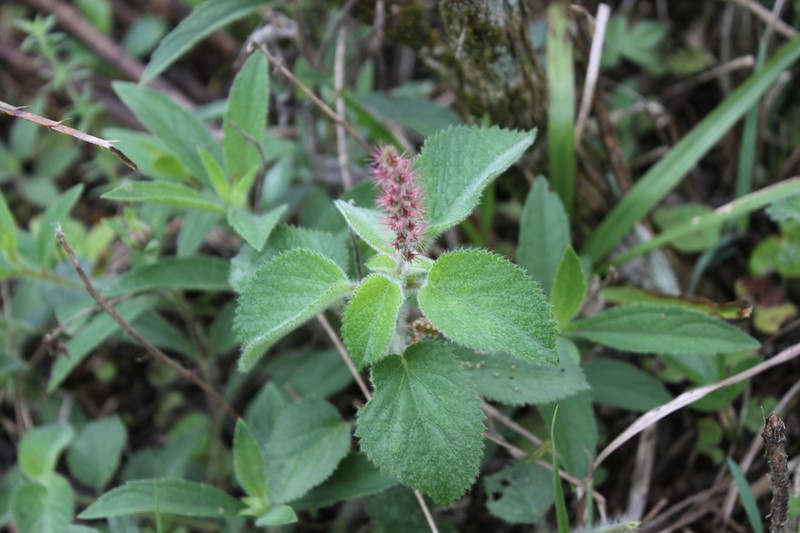 Acalypha senilis photo 2