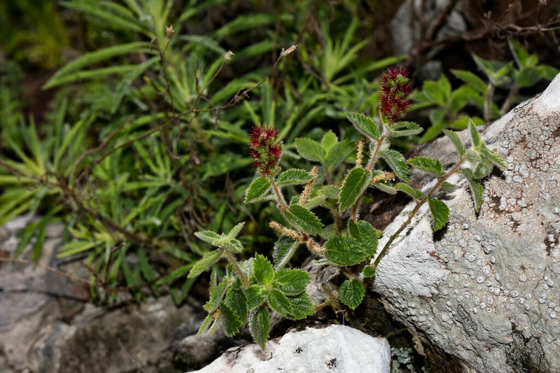 Acalypha senilis photo 3