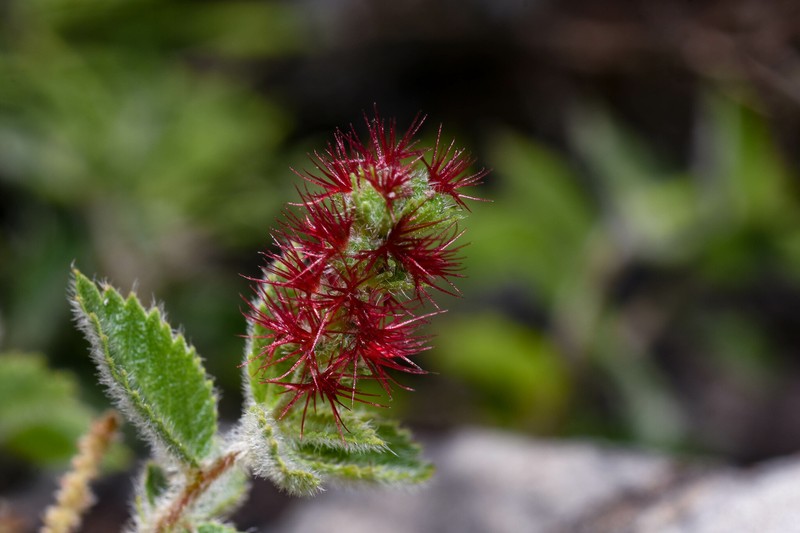 Acalypha senilis photo 4