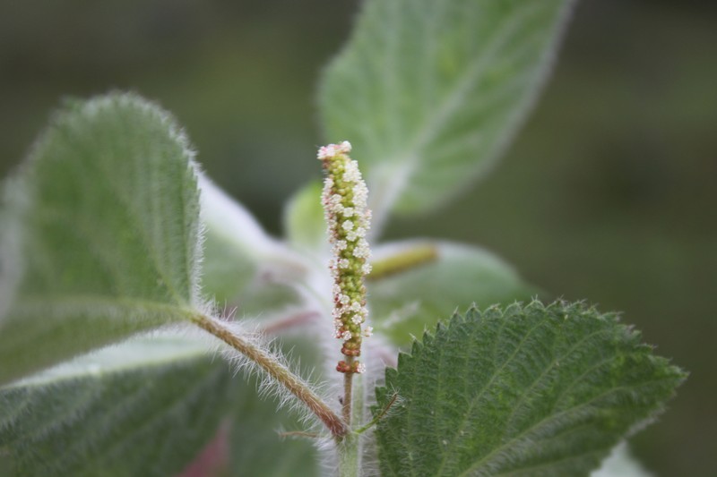 Acalypha senilis photo 5