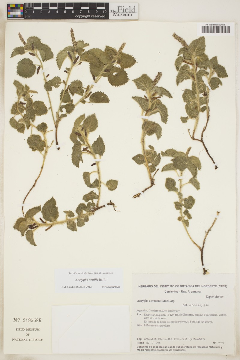 Acalypha senilis photo 6