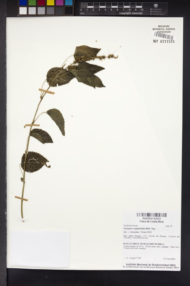 Acalypha septemloba