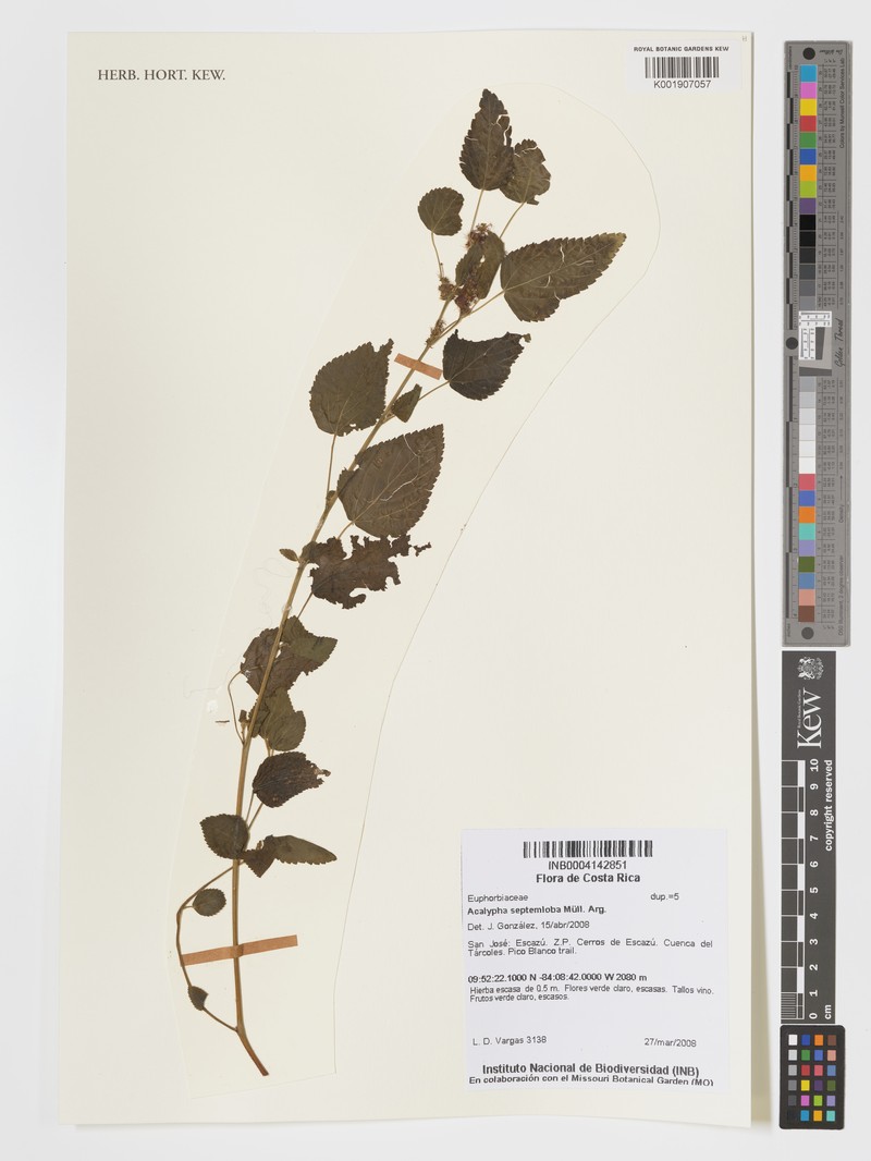 Acalypha septemloba photo 2