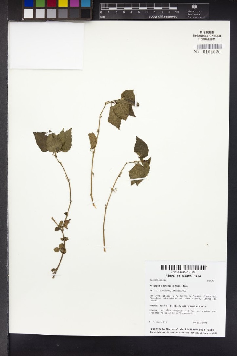 Acalypha septemloba photo 3