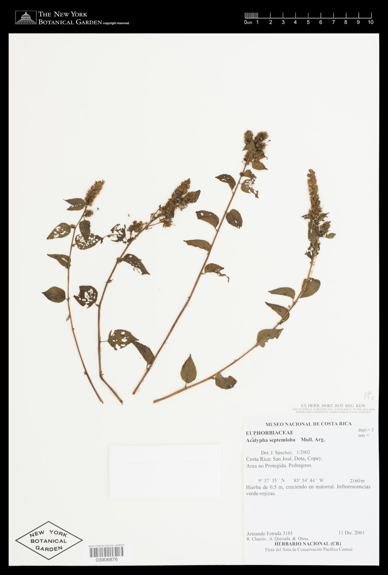 Acalypha septemloba photo 4