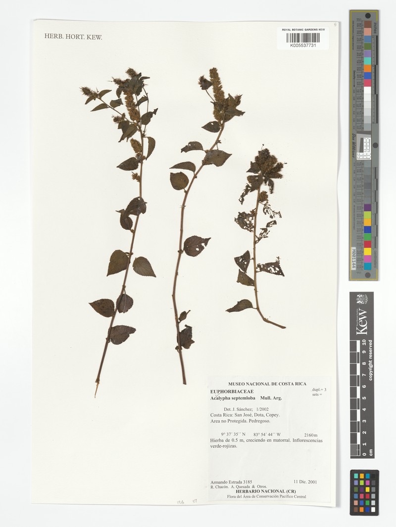 Acalypha septemloba photo 5