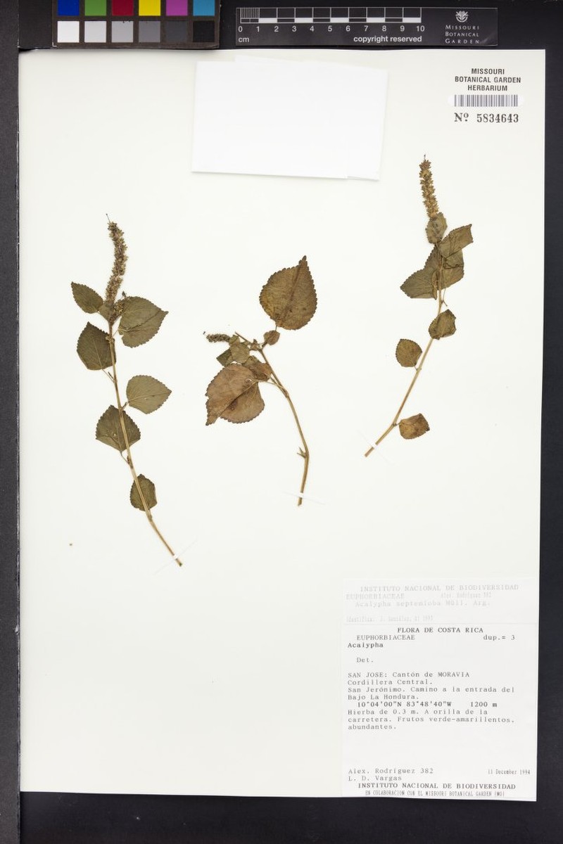 Acalypha septemloba photo 6