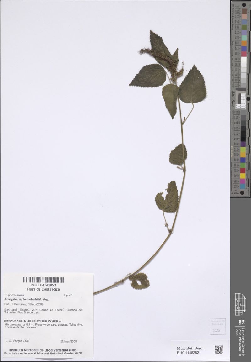 Acalypha septemloba photo 8