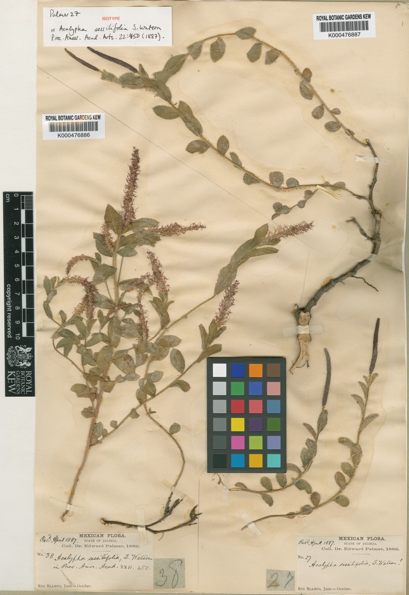 Acalypha sessilifolia