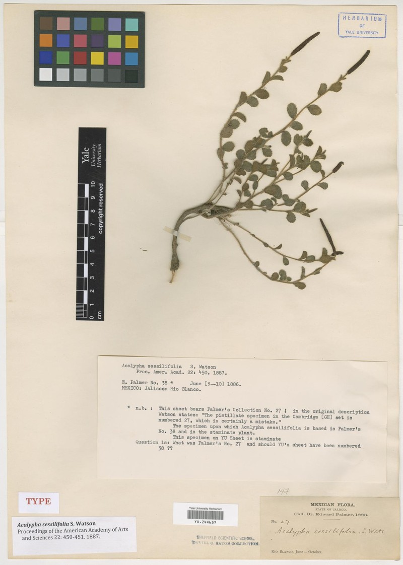 Acalypha sessilifolia photo 3