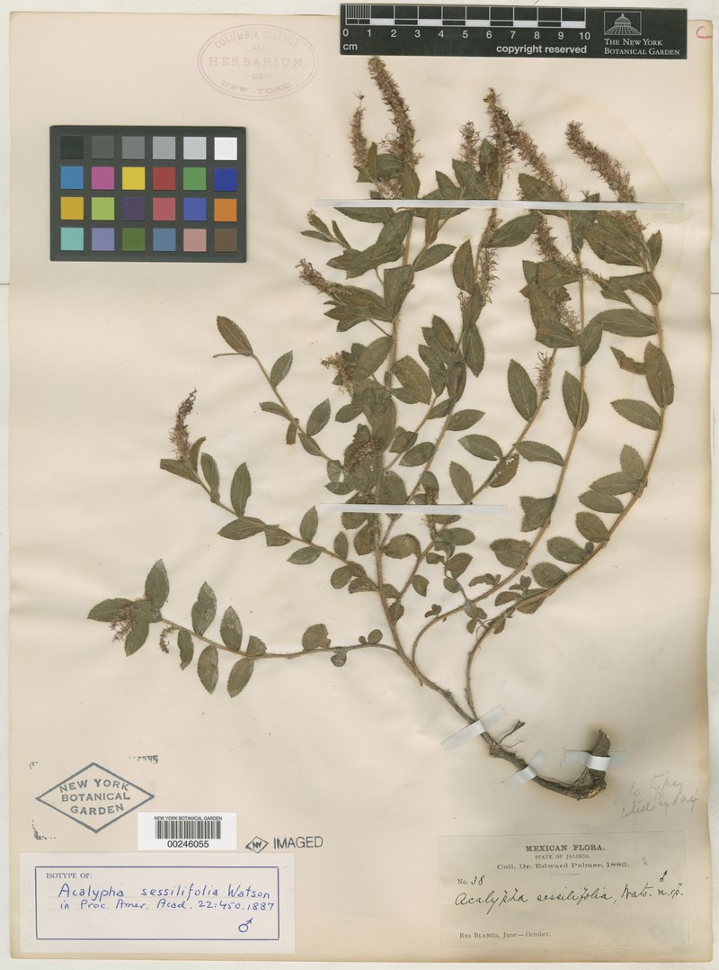 Acalypha sessilifolia photo 4