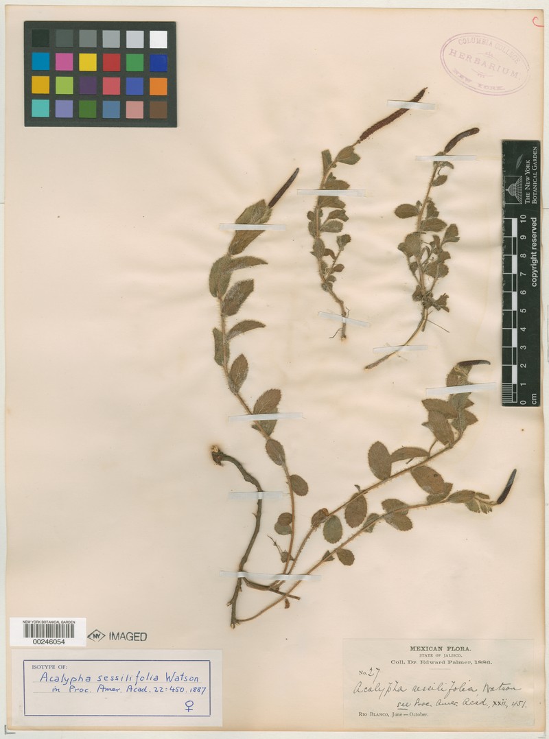 Acalypha sessilifolia photo 5