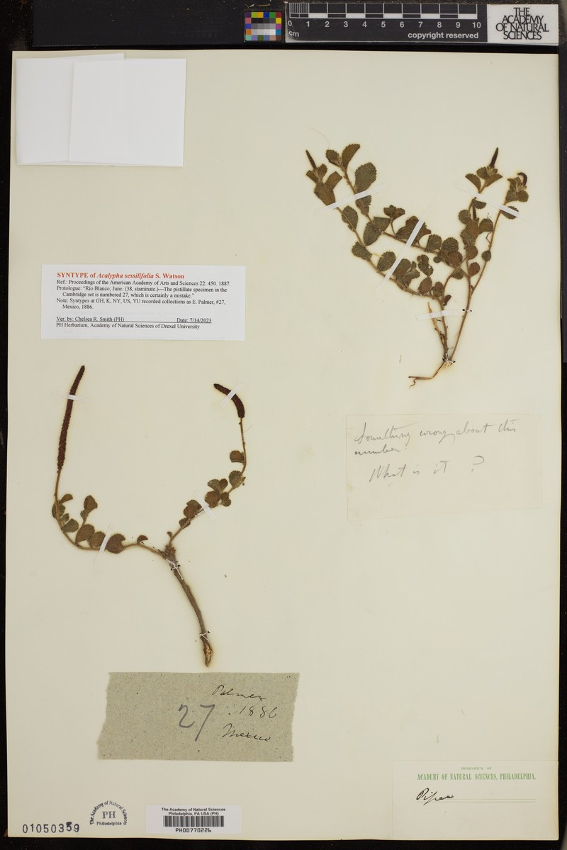 Acalypha sessilifolia photo 6