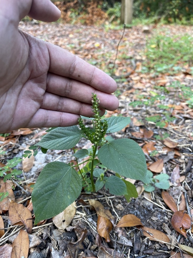 Cuban Copperleaf photo 2