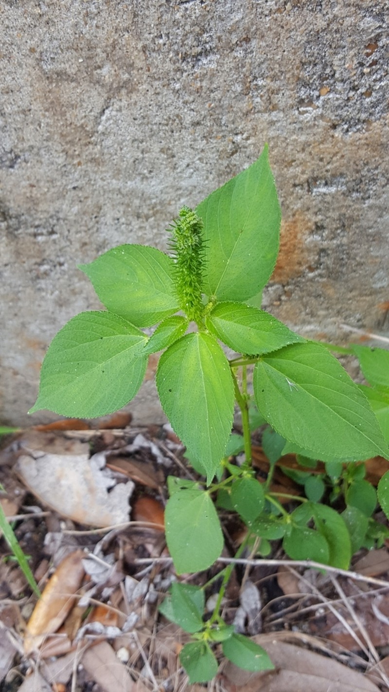 Cuban Copperleaf photo 3