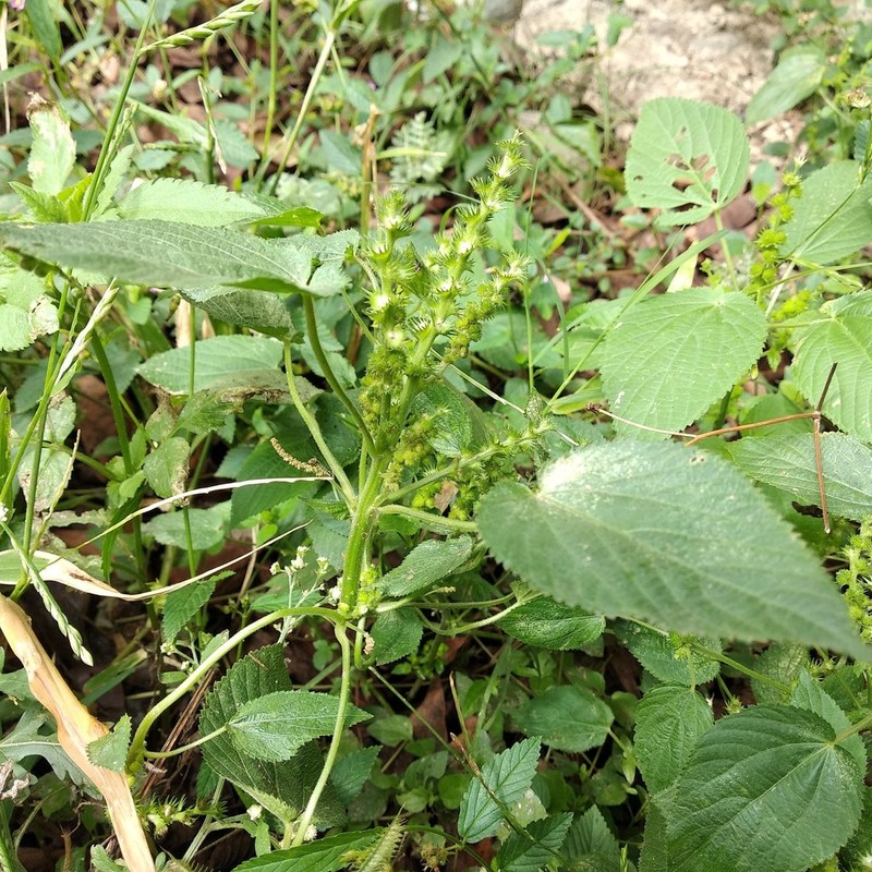 Cuban Copperleaf photo 6