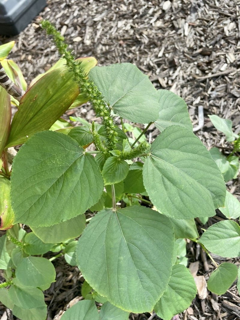 Cuban Copperleaf photo 7