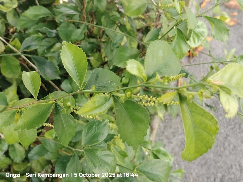 Acalypha siamensis