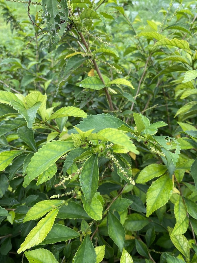 Acalypha siamensis photo 2