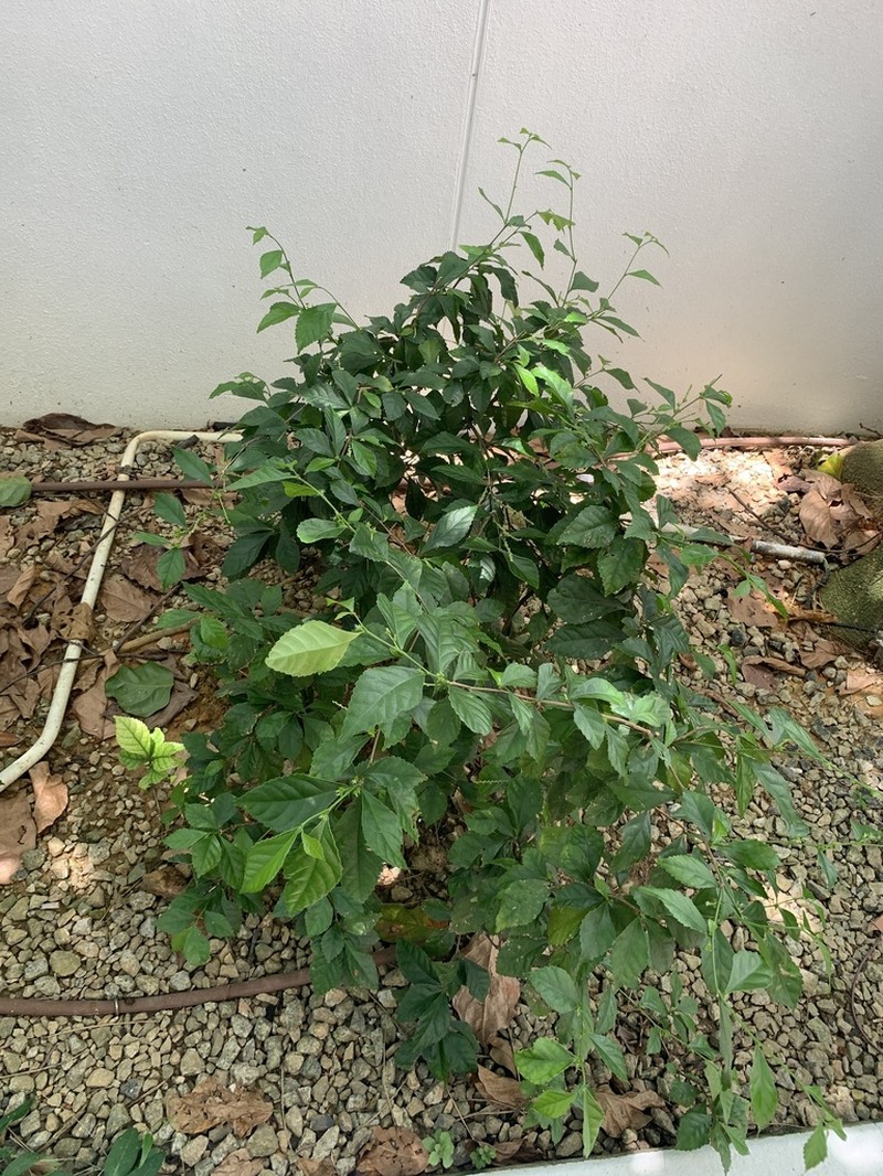 Acalypha siamensis photo 3