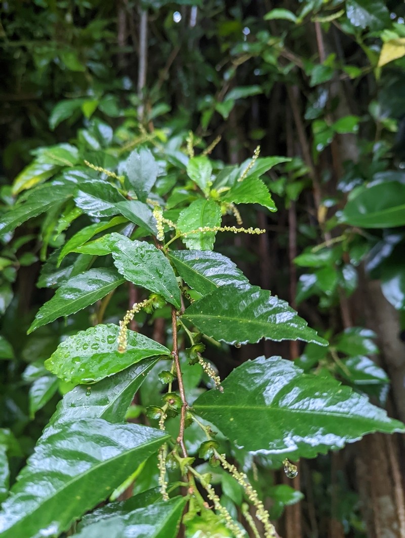 Acalypha siamensis photo 4