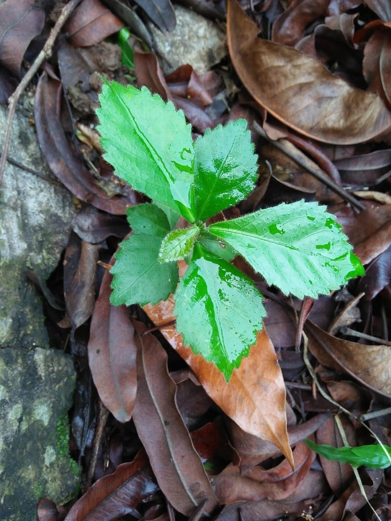 Acalypha siamensis photo 5