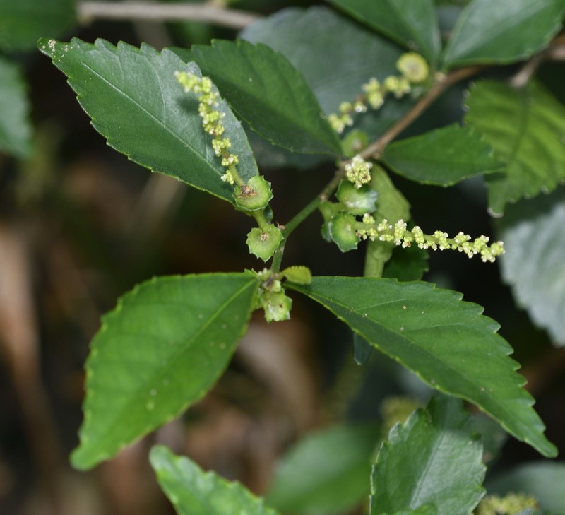 Acalypha siamensis photo 6