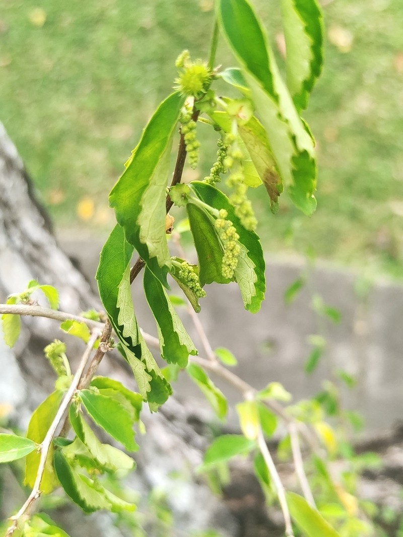 Acalypha siamensis photo 7