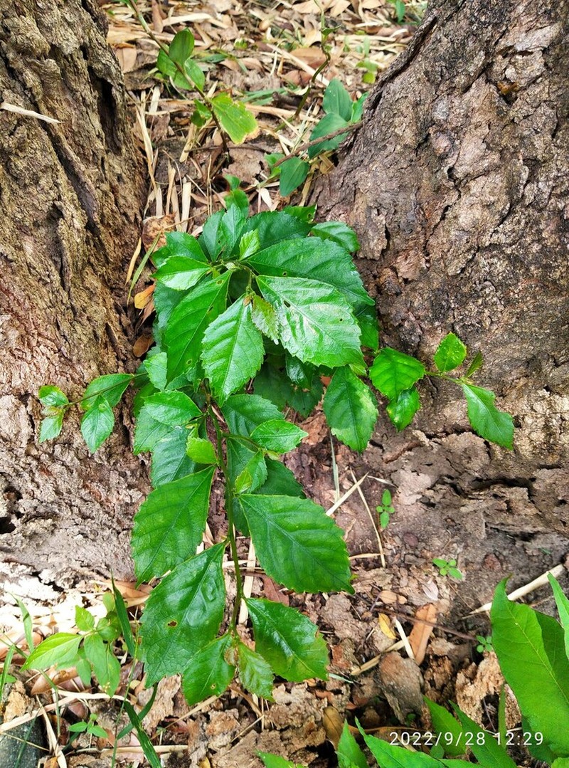 Acalypha siamensis photo 8