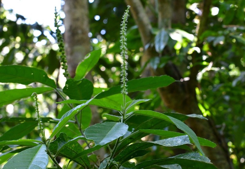 Acalypha skutchii photo 2