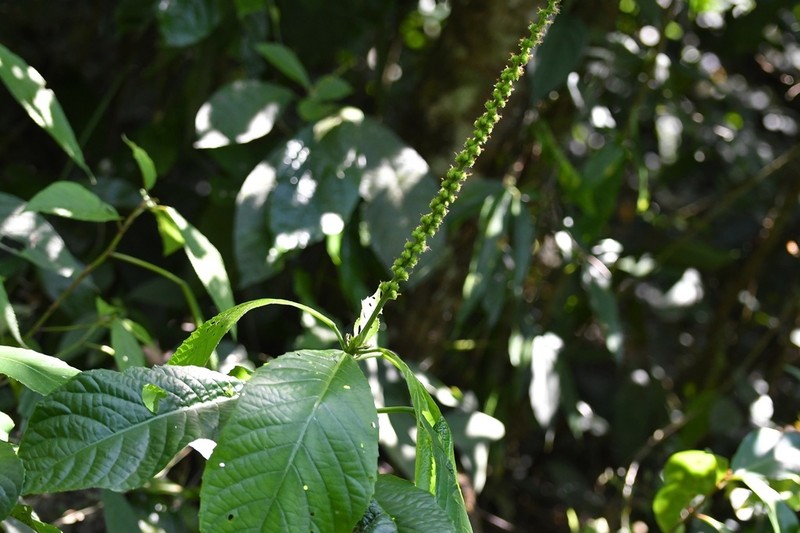 Acalypha skutchii photo 3