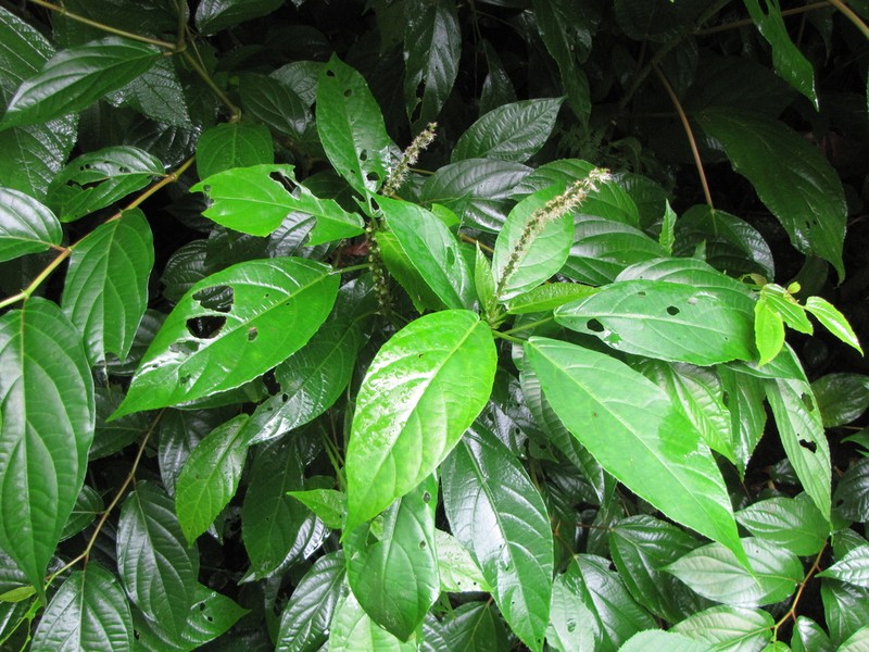 Acalypha skutchii photo 4