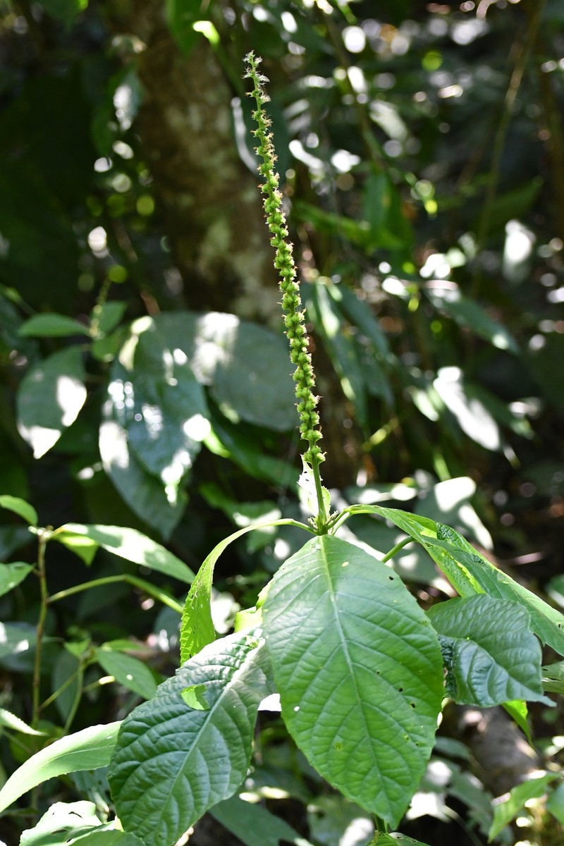 Acalypha skutchii photo 5