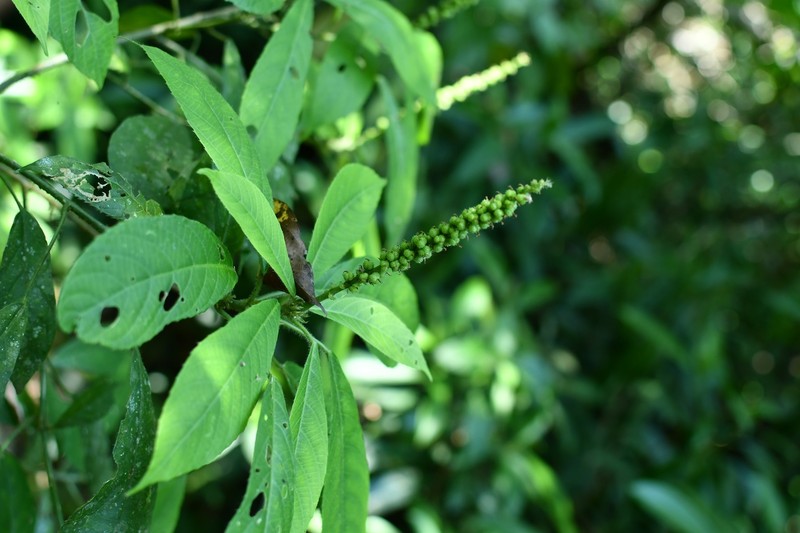 Acalypha skutchii photo 7