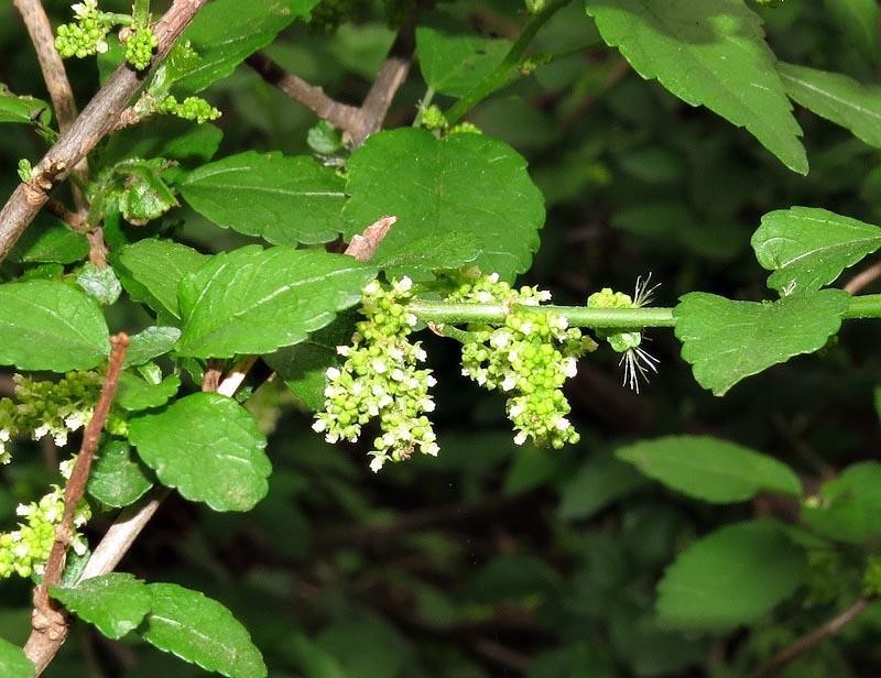 Acalypha sonderiana photo 2