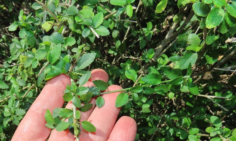 Acalypha sonderiana photo 4