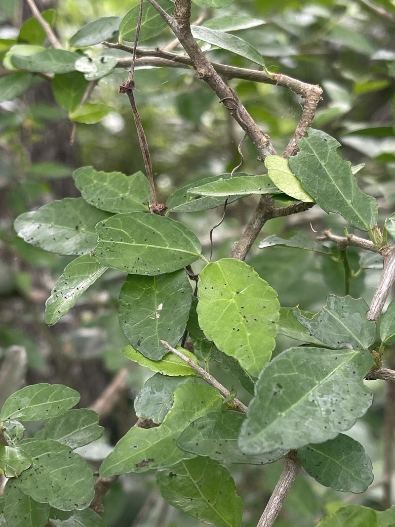 Acalypha sonderiana photo 6
