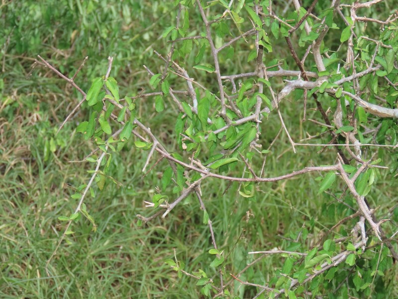 Acalypha sonderiana photo 8