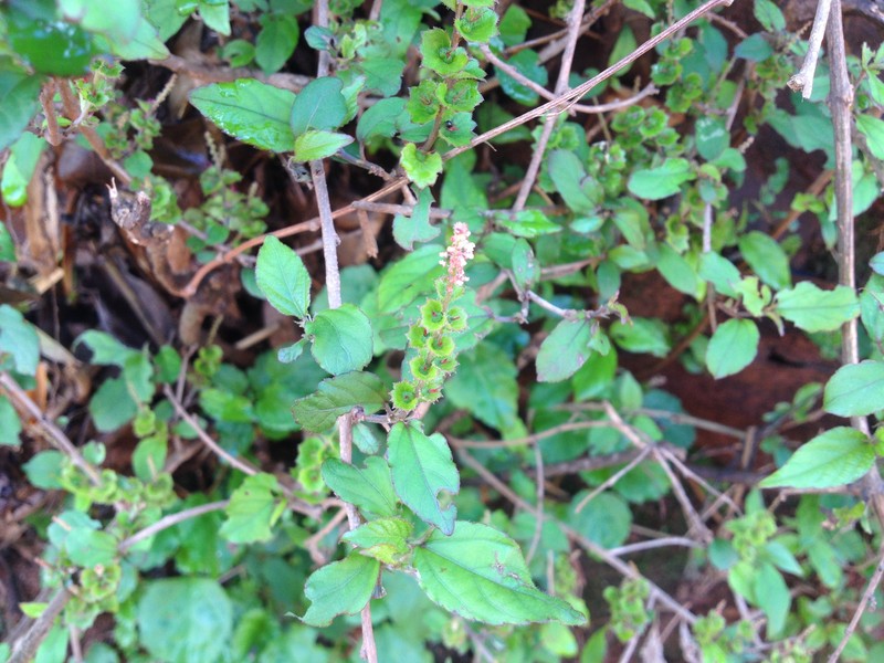 Acalypha spachiana photo 2