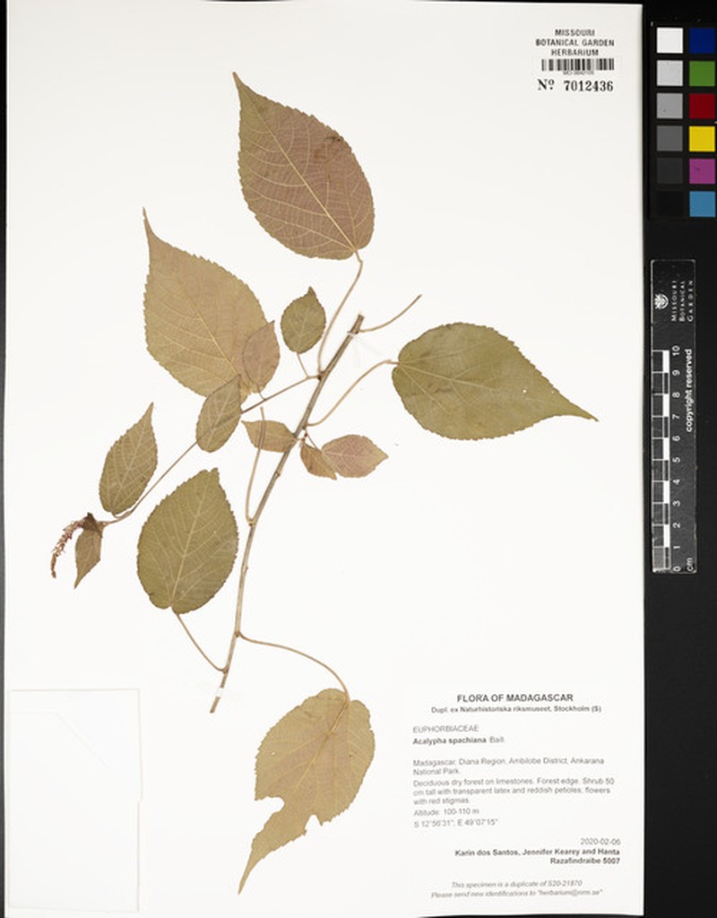Acalypha spachiana photo 3