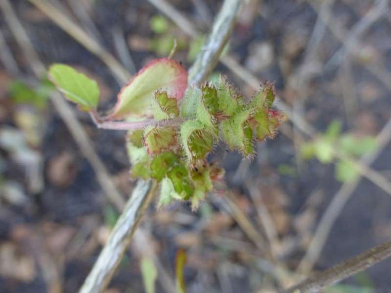 Acalypha spachiana photo 4