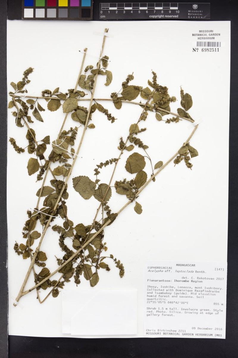 Acalypha spachiana photo 5