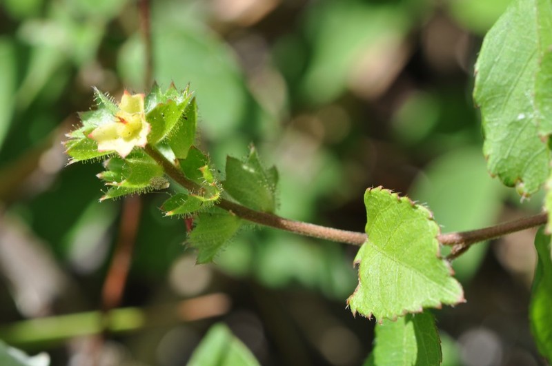Acalypha spachiana photo 6