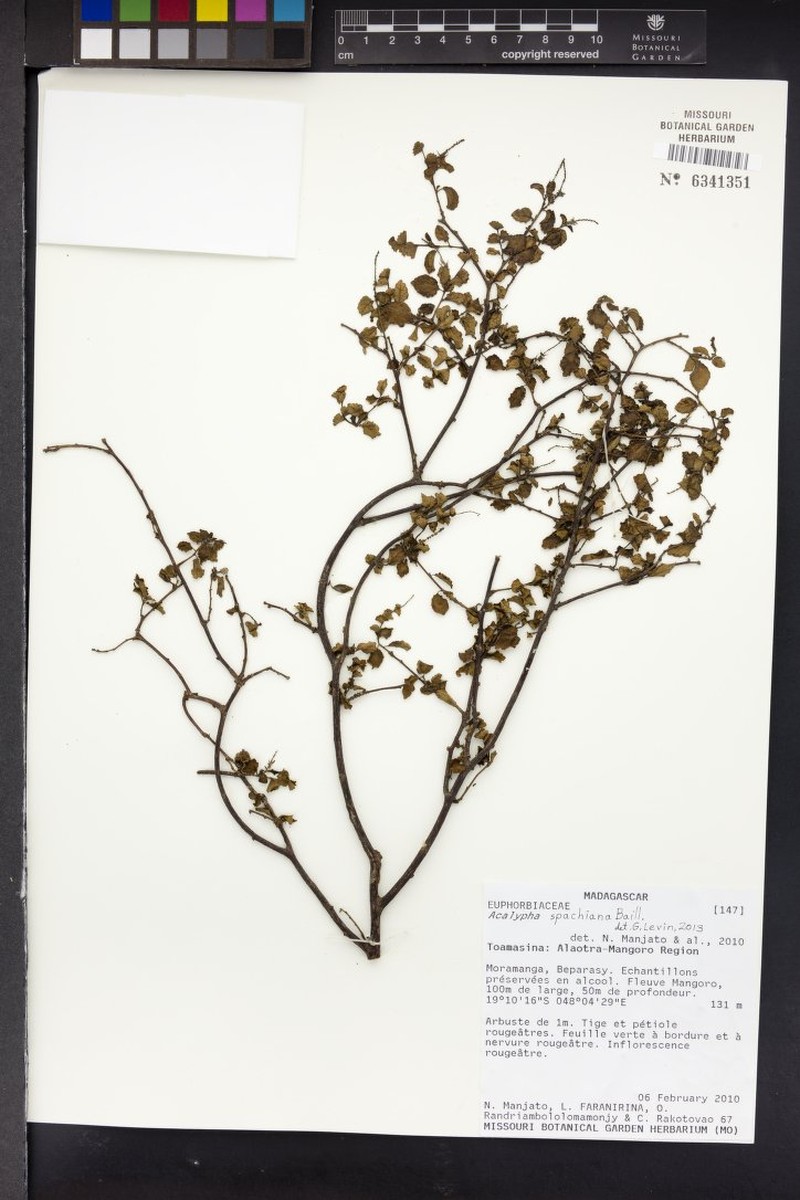 Acalypha spachiana photo 7
