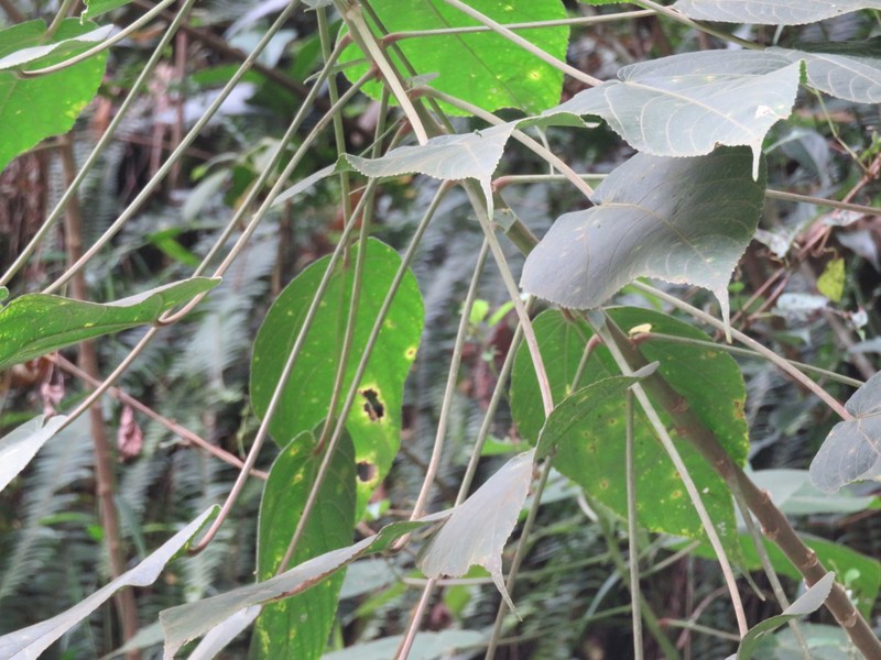 Acalypha stachyura photo 3