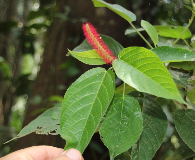 Acalypha stachyura photo 4