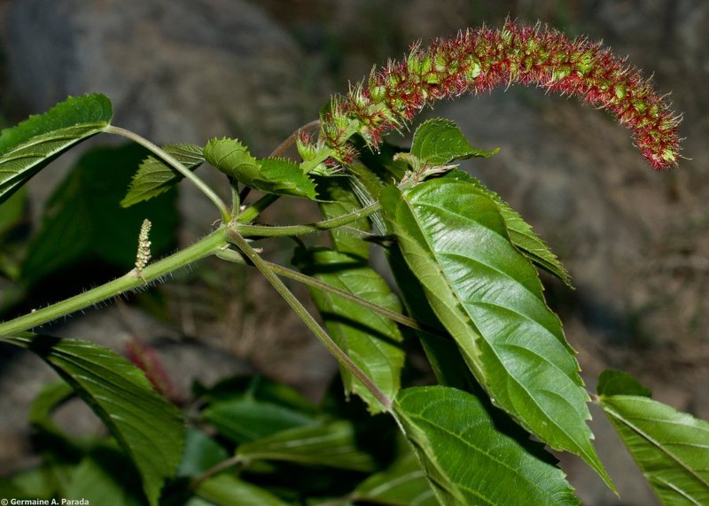 Acalypha stachyura photo 5