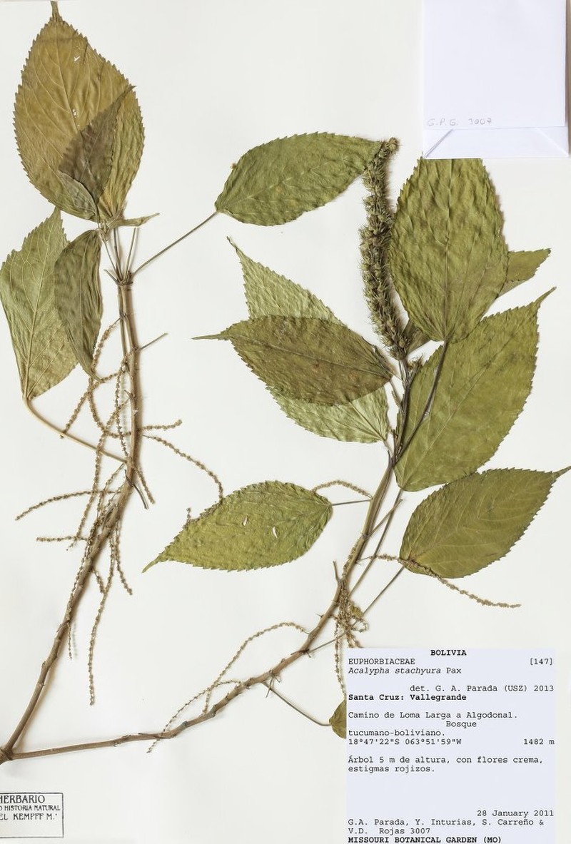 Acalypha stachyura photo 6