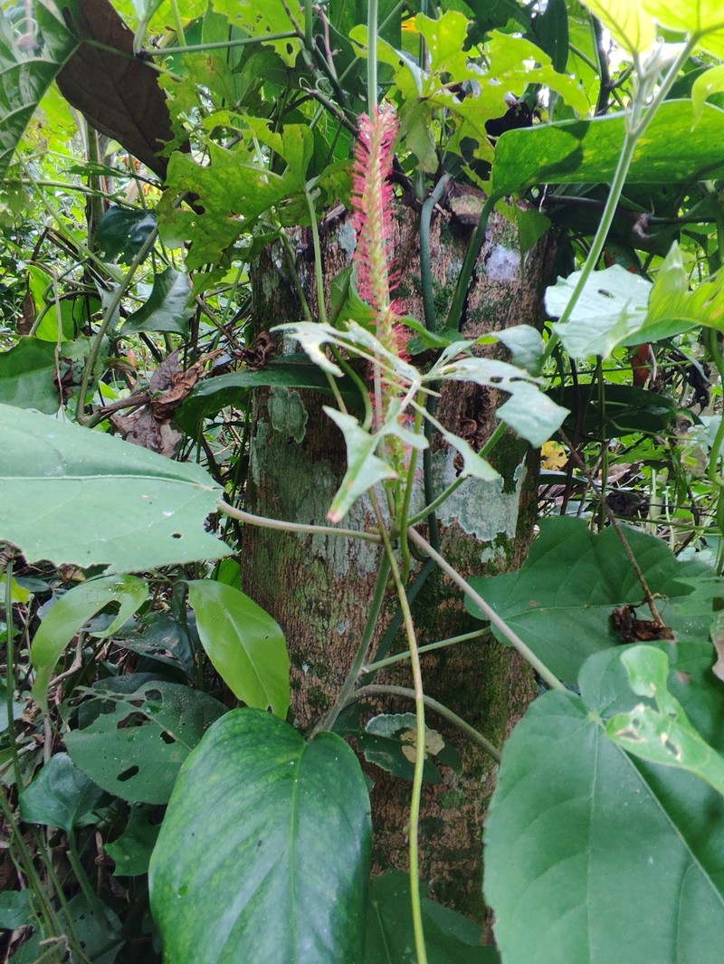 Acalypha stachyura photo 8