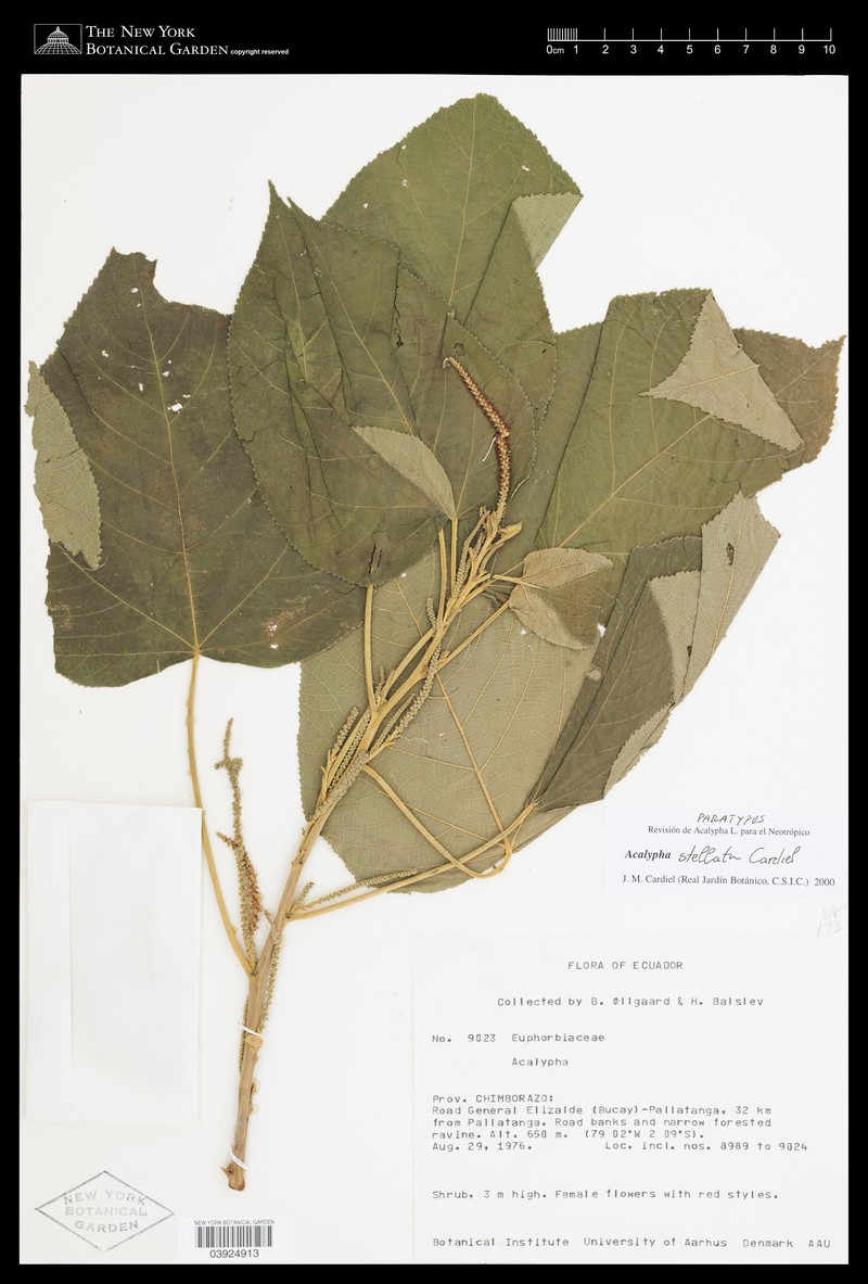 Acalypha stellata